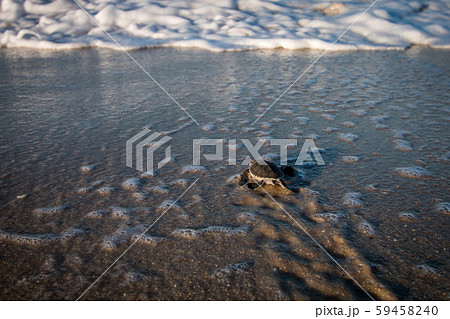 Green sea turtle hatchling on the beach. 59458240