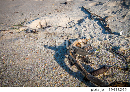 Green sea turtle hatchling on the beach. 59458246