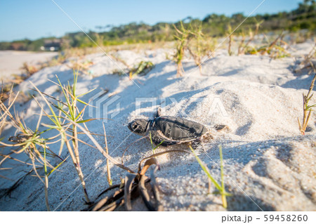Green sea turtle hatchling on the beach. Green sea turtle hatchling on the beach. 59458260
