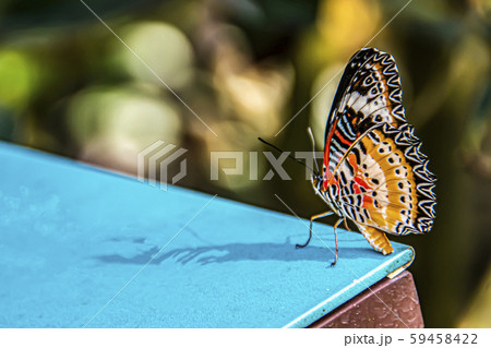 Close-up of butterfly posing on a table Close-up of butterfly posing on a table 59458422