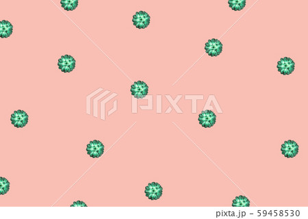 Beautiful green succulent on coral background. Beautiful green succulent on coral background. 59458530