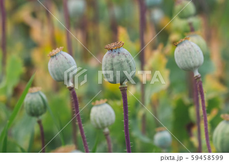 Field of poppies. (Papaver somniferum). Field of poppies. (Papaver somniferum). 59458599
