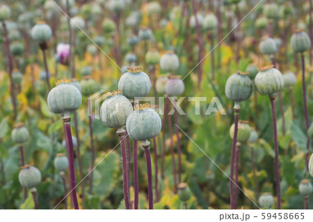 Field of poppies. (Papaver somniferum). Field of poppies. (Papaver somniferum). 59458665