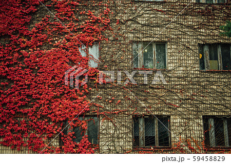 Grapes on the wall of the house. Autumn landscape of grapes with red leaves around the windows 59458829