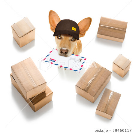 dog mail deliver   postal post man 59460117