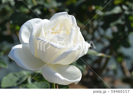 バラ（ホワイト・クリスマス） 59460157