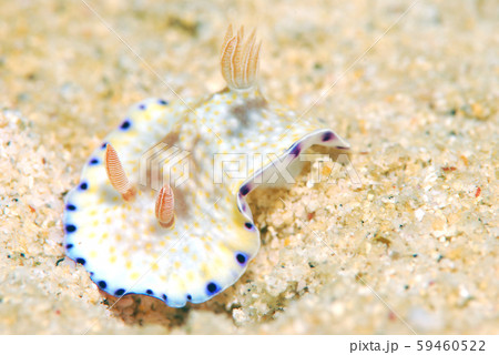 ウミウシ ウミウシ 59460522