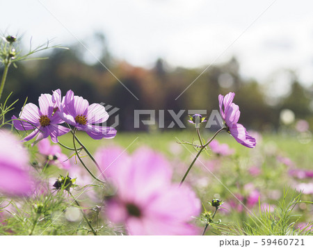 満開のコスモス畑　寄りと広場 59460721