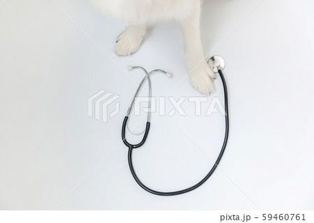 Puppy dog border collie paws and stethoscope isolated on white background. Little dog on reception 59460761