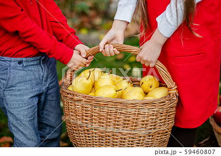 Children take part in the autumn harvest of pears Children take part in the autumn harvest of pears 59460807