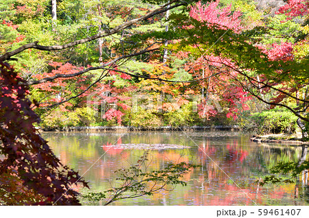 紅葉の風景　もみじ 59461407