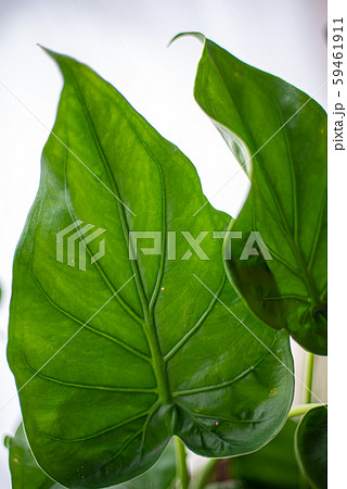 観葉植物 観葉植物 59461911