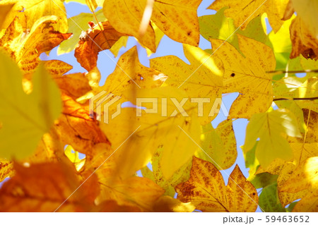 造形美・フウの黄葉１１ 59463652