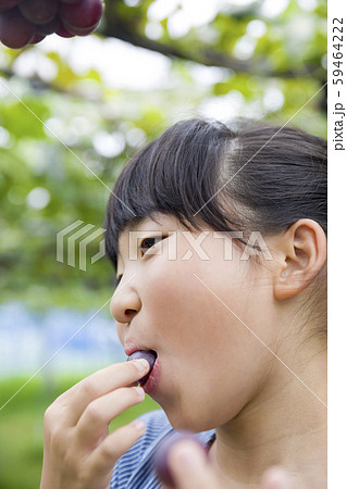 ぶどう狩りでぶどうを食べる女の子 ぶどう狩りでぶどうを食べる女の子 59464222