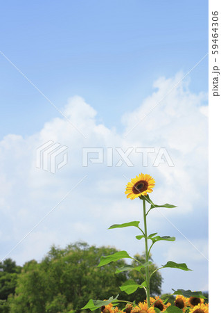 ひまわり-入道雲-夏 ひまわり-入道雲-夏 59464306