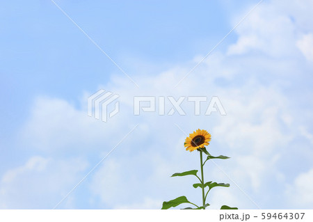 ひまわり-入道雲-夏 ひまわり-入道雲-夏 59464307