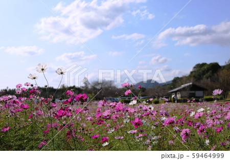 佐賀市金立公園コスモス祭 佐賀市金立公園コスモス祭 59464999