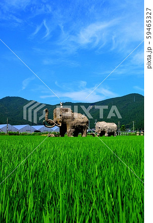 田んぼのマンモス 59465327