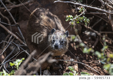 ハイラックス 59465733