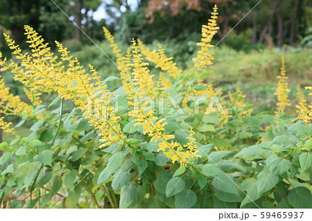 サルビア マドレンシスの花 サルビア マドレンシスの花 59465937