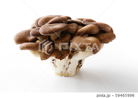 霜降りヒラタケ 59465996