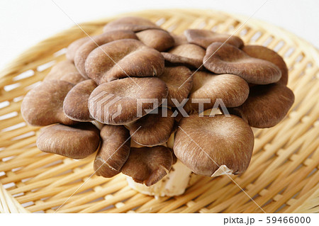 霜降りヒラタケ 霜降りヒラタケ 59466000