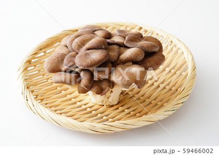 霜降りヒラタケ 59466002