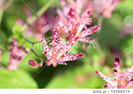 ホトトギスの花 ホトトギスの花 59466074