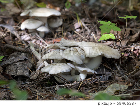 本しめじ 59466537