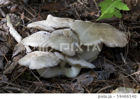 本しめじ 本しめじ 59466540