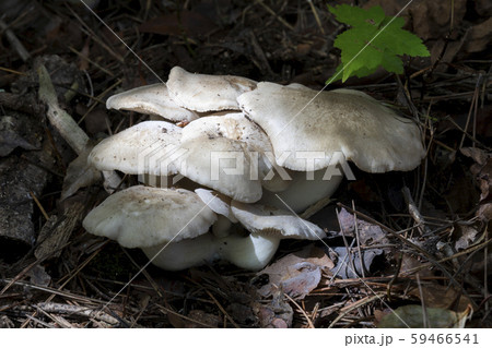 本しめじ 59466541