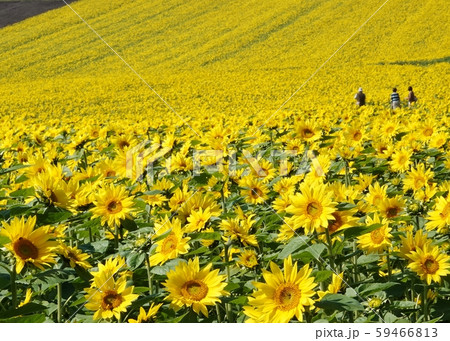 黄色に敷き詰められた丘 59466813