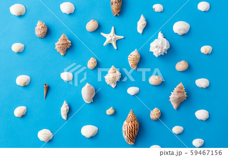 different sea shells on blue background 59467156