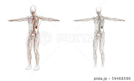 3D rendering illustration of the lymphatic system 3D rendering illustration of the lymphatic system 59468390