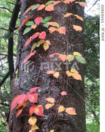蔦　紅葉　軽井沢　長野県 59469800