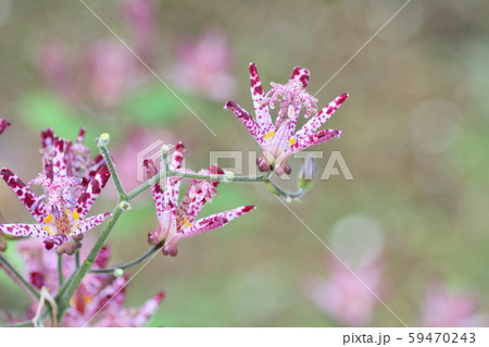 ホトトギスの花 ホトトギスの花 59470243