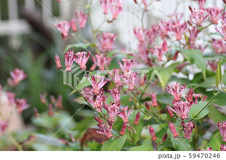 ホトトギスの花 ホトトギスの花 59470246