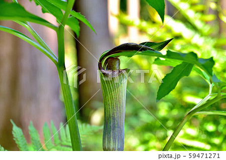 マムシノグサ マムシノグサ 59471271