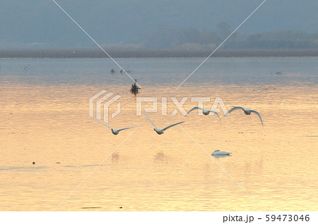 伊豆沼の朝 59473046