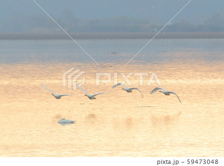 伊豆沼の朝 59473048