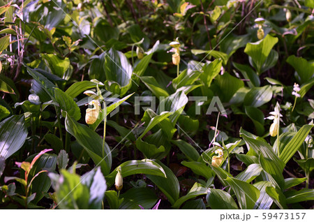 キバナノアツモリソウ　黄花の敦盛草 59473157