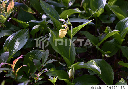 キバナノアツモリソウ　黄花の敦盛草 59473158