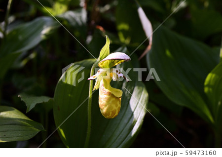 キバナノアツモリソウ　黄花の敦盛草 59473160