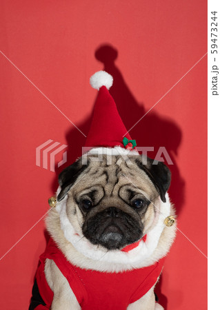 Adorable Pug wearing santa hat and santa costume in christmas day ready to celebrated with owner on red background,Christmas and New year concept Adorable Pug wearing santa hat and santa costume in christmas day ready to celebrated with owner on red background,Christmas and New year concept 59473244