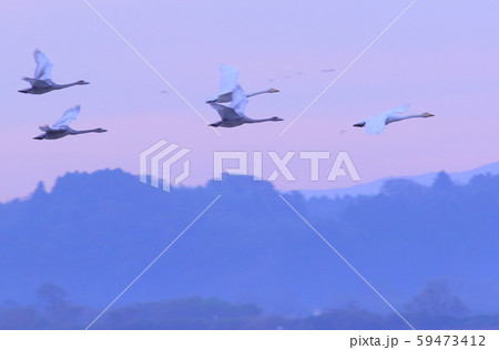 伊豆沼の朝 59473412