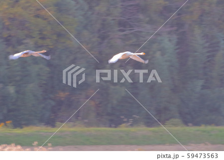 伊豆沼の朝 59473563