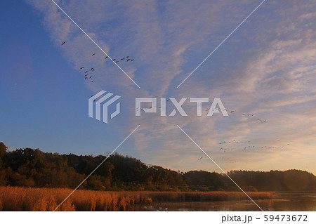 伊豆沼の朝 59473672