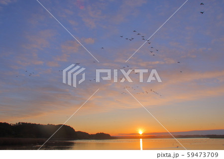 伊豆沼の朝 伊豆沼の朝 59473709