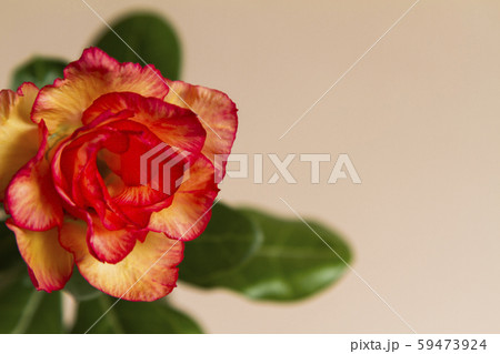 Pretty yellow red flower rose or adenium Pretty yellow red flower rose or adenium 59473924