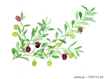 Olea Europaea オリーブの枝のイラスト素材